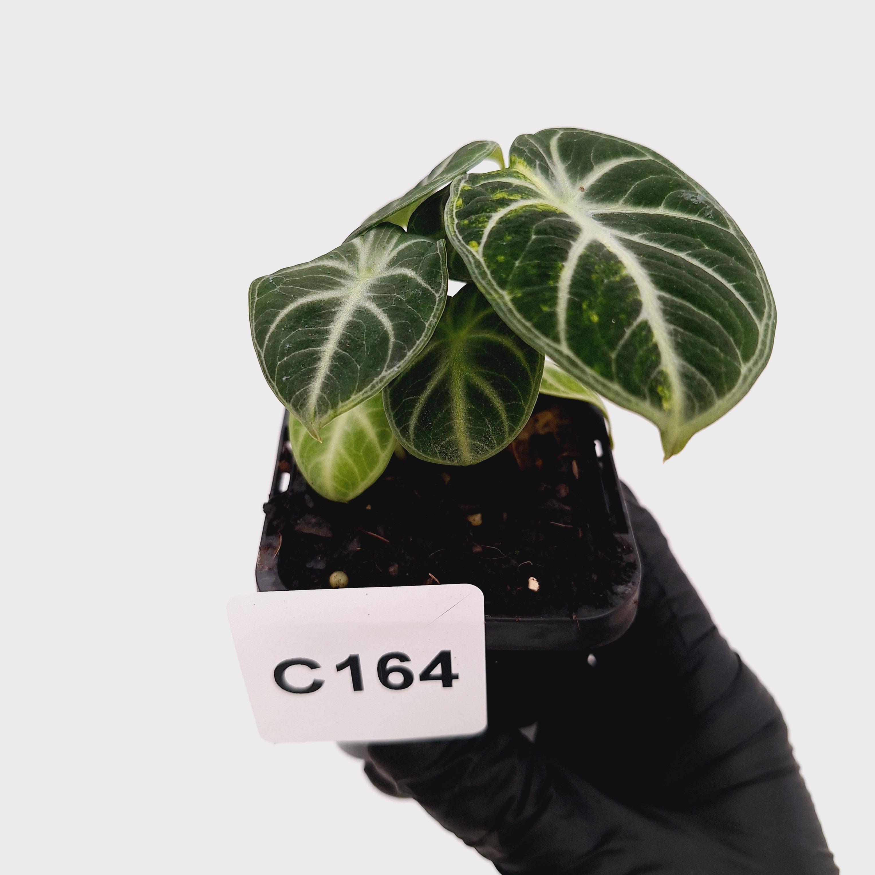 Alocasia reginula 'Ninja Variegata'