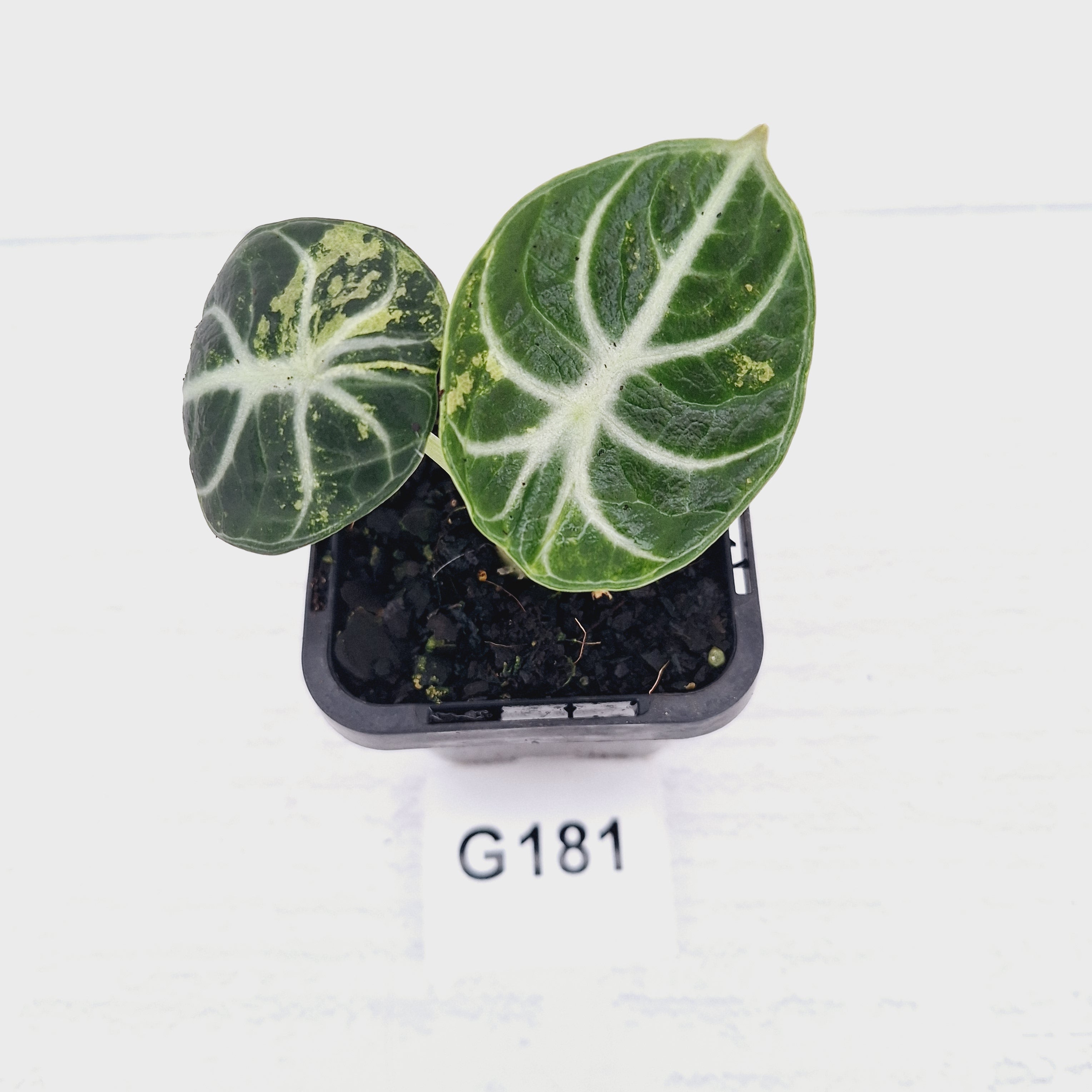 Alocasia reginula 'Ninja Variegata'