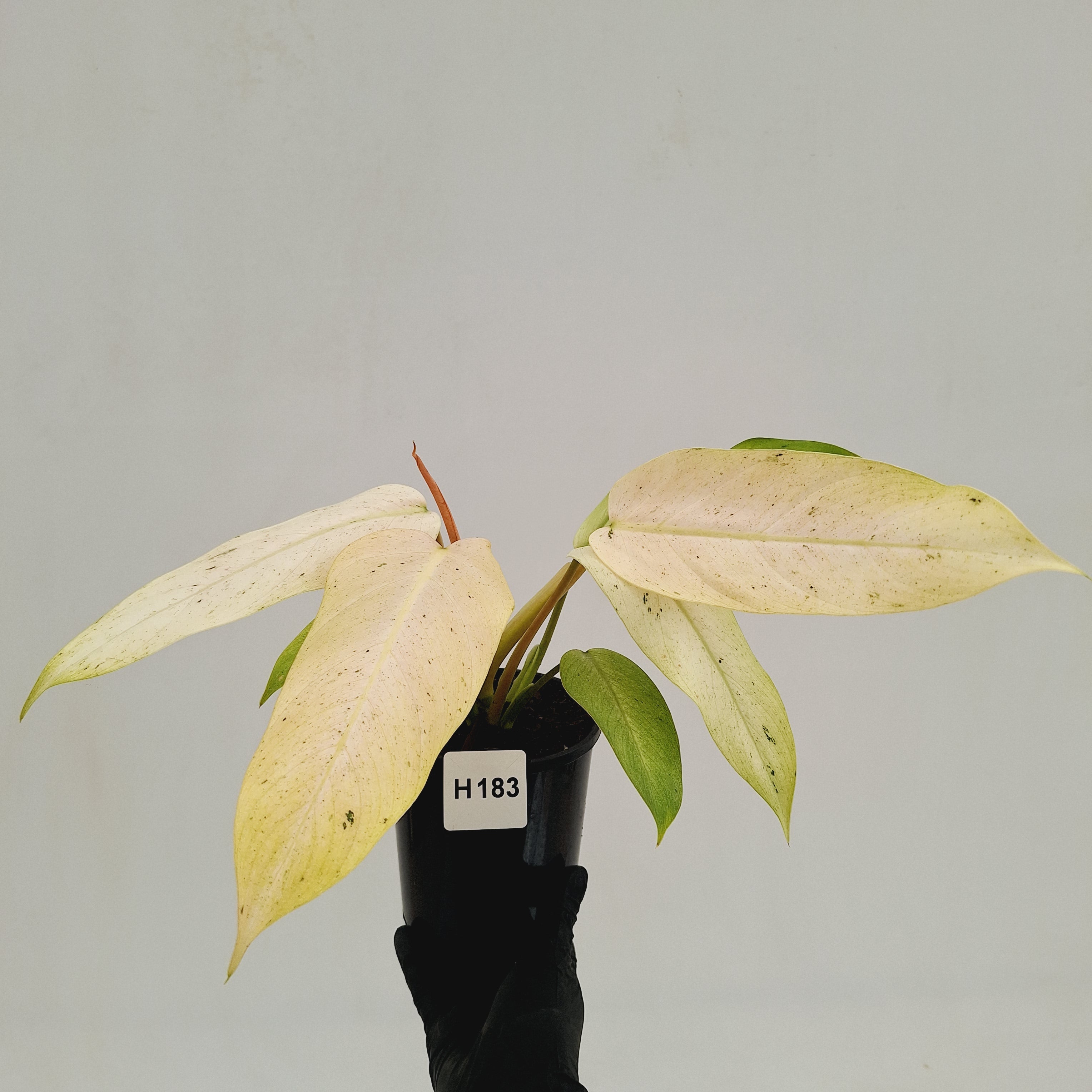 Philodendron  'Whipple Way'