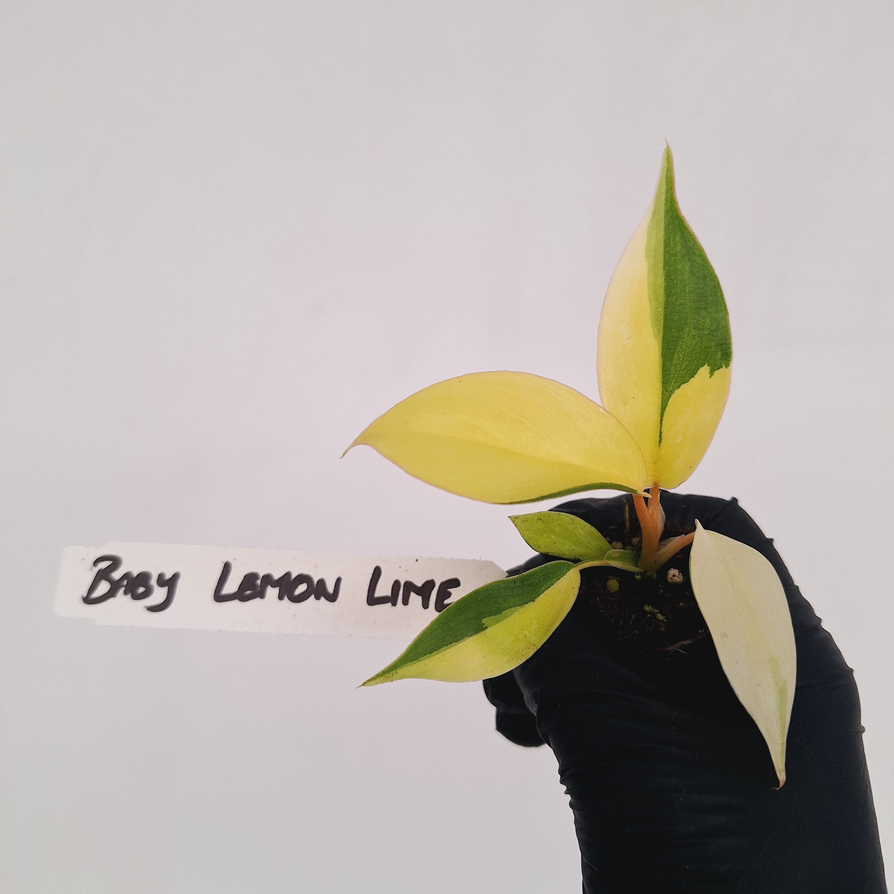 Philodendron pinnatifidum 'Jungle Fever Egg Yolk'
