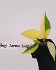 Philodendron pinnatifidum 'Jungle Fever Egg Yolk'