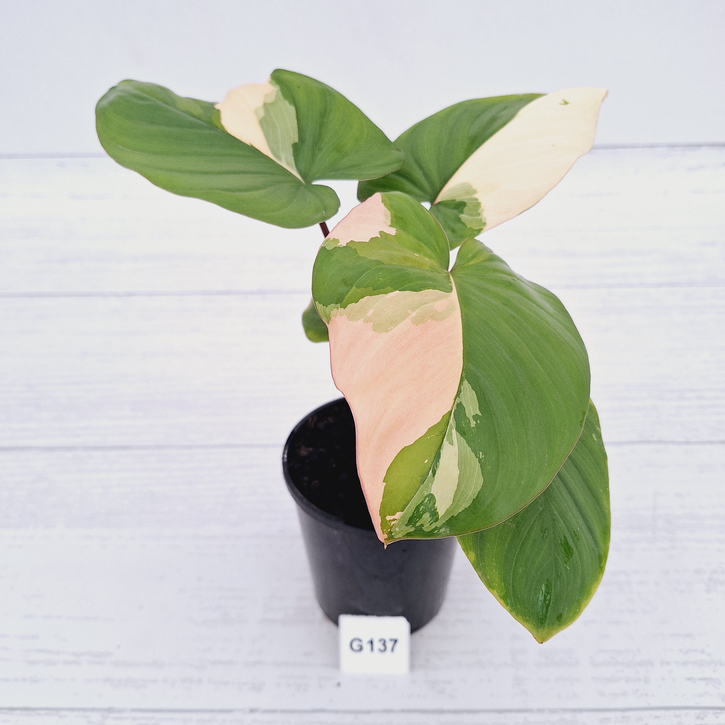 Homalomena rubescens Variegata -