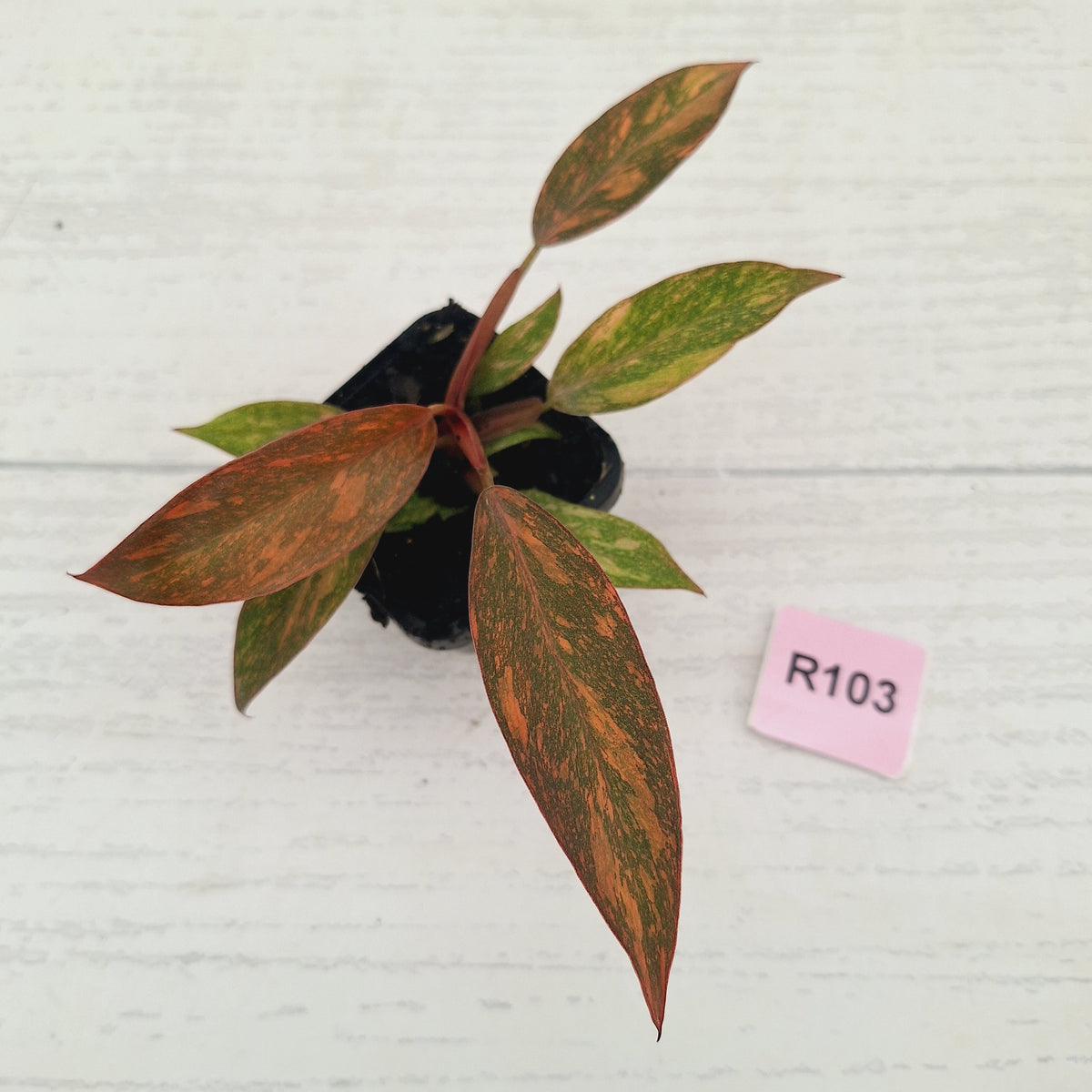 Philodendron 'Orange Princess' 70mm
