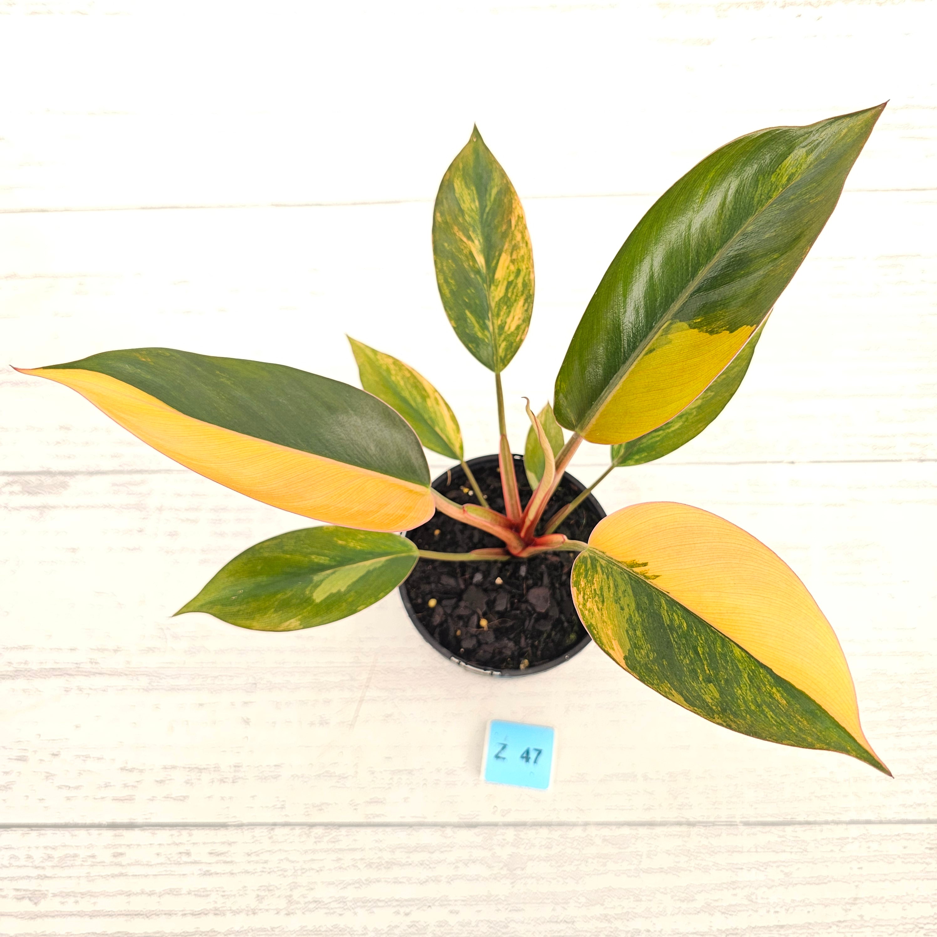 Philodendron 'Rojo Congo Variegated' 125mm
