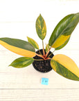 Philodendron 'Rojo Congo Variegated' 125mm
