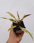 Philodendron serratum Caramel Marble Albo