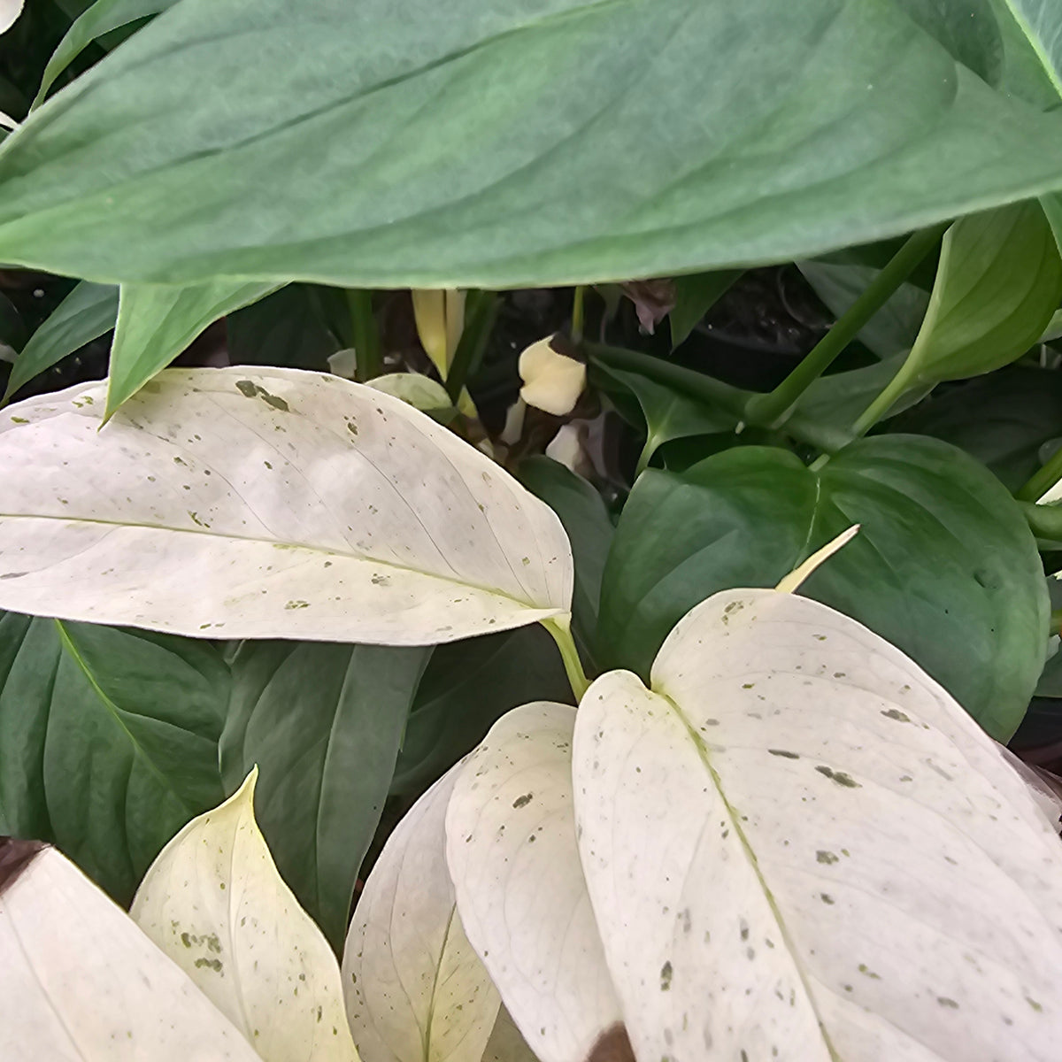 Monstera 'laniata Subsp. Variegata' - Perfectly Imperfect
