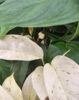 Monstera 'laniata Subsp. Variegata' - Perfectly Imperfect
