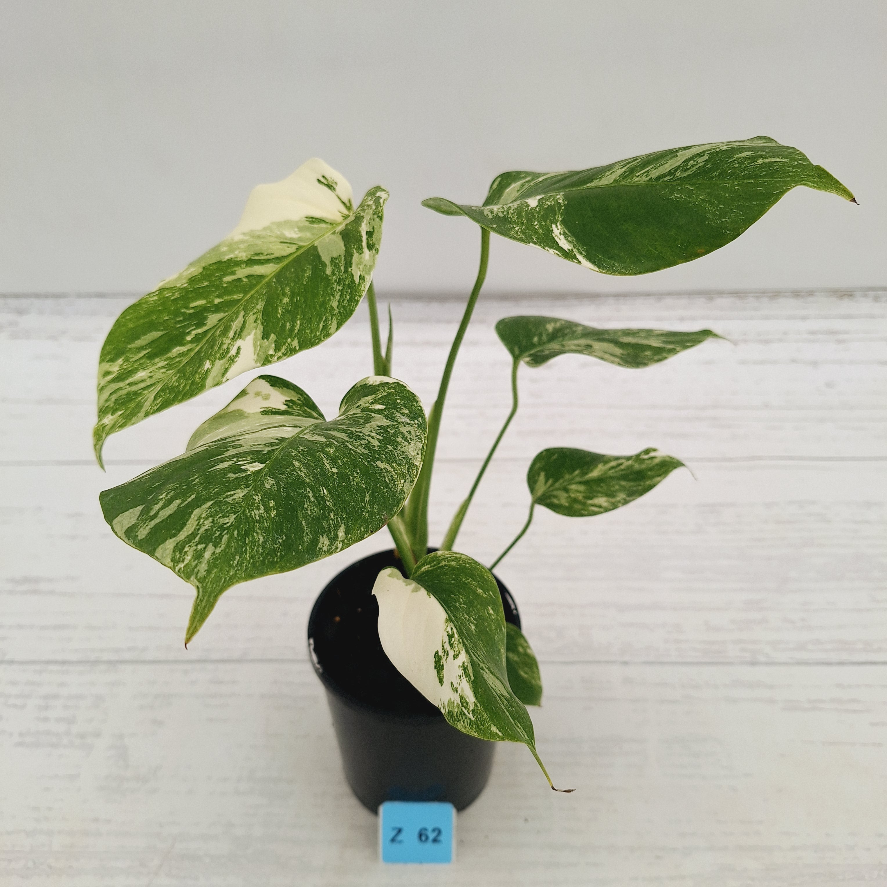 Monstera borsigiana 'Albo'