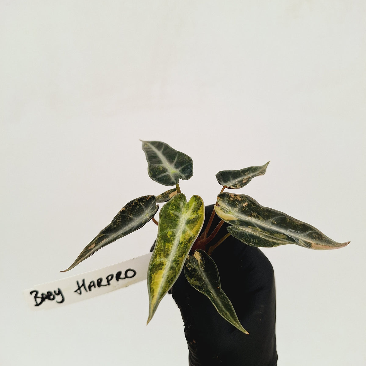 Alocasia Amazonica bambino Variegata - Bare Bottom Baby