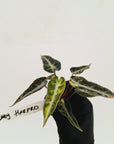 Alocasia Amazonica bambino Variegata - Bare Bottom Baby