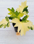 Philodendron bipinnatifidum Variegata