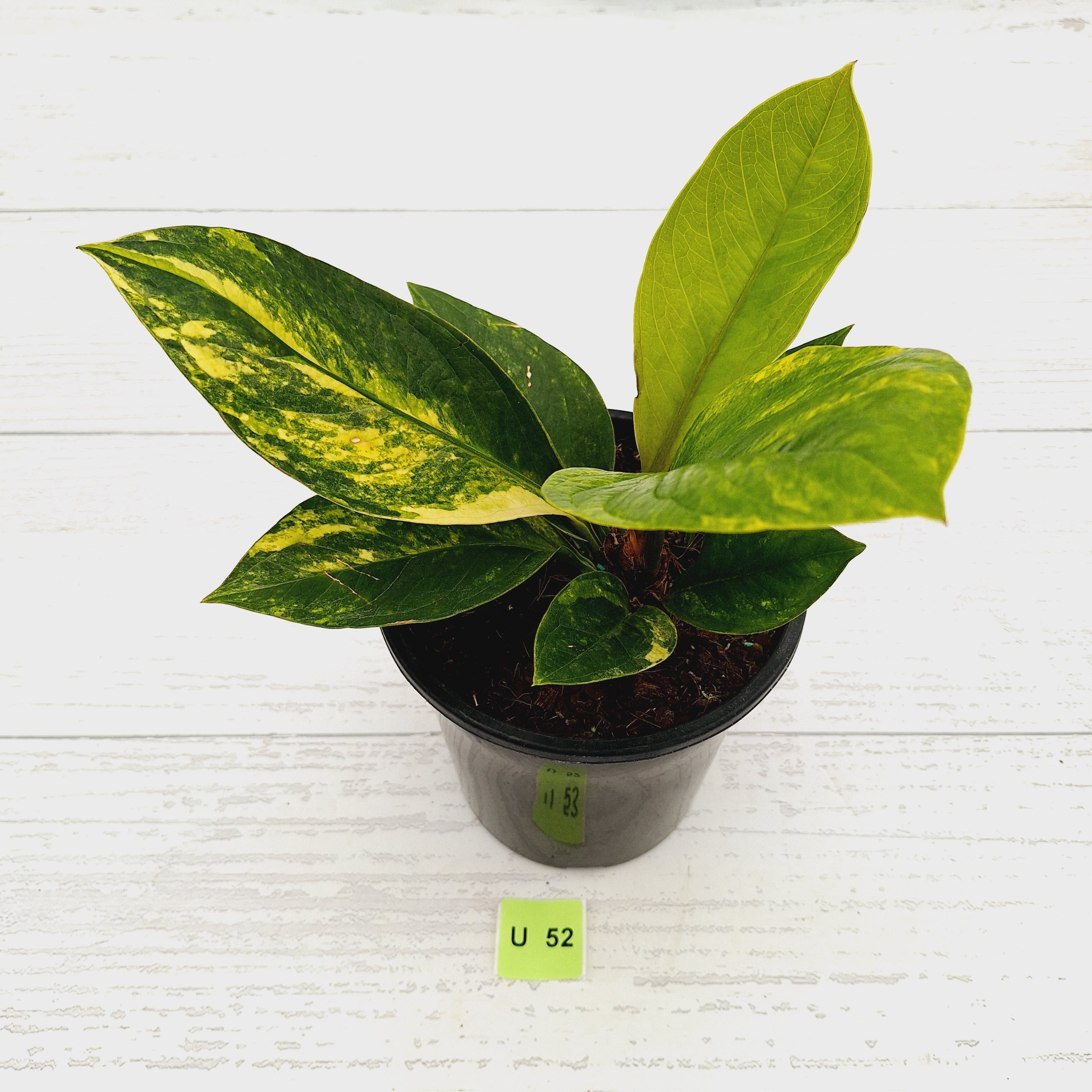 Anthurium jenmanii Variegata