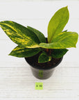 Anthurium jenmanii Variegata