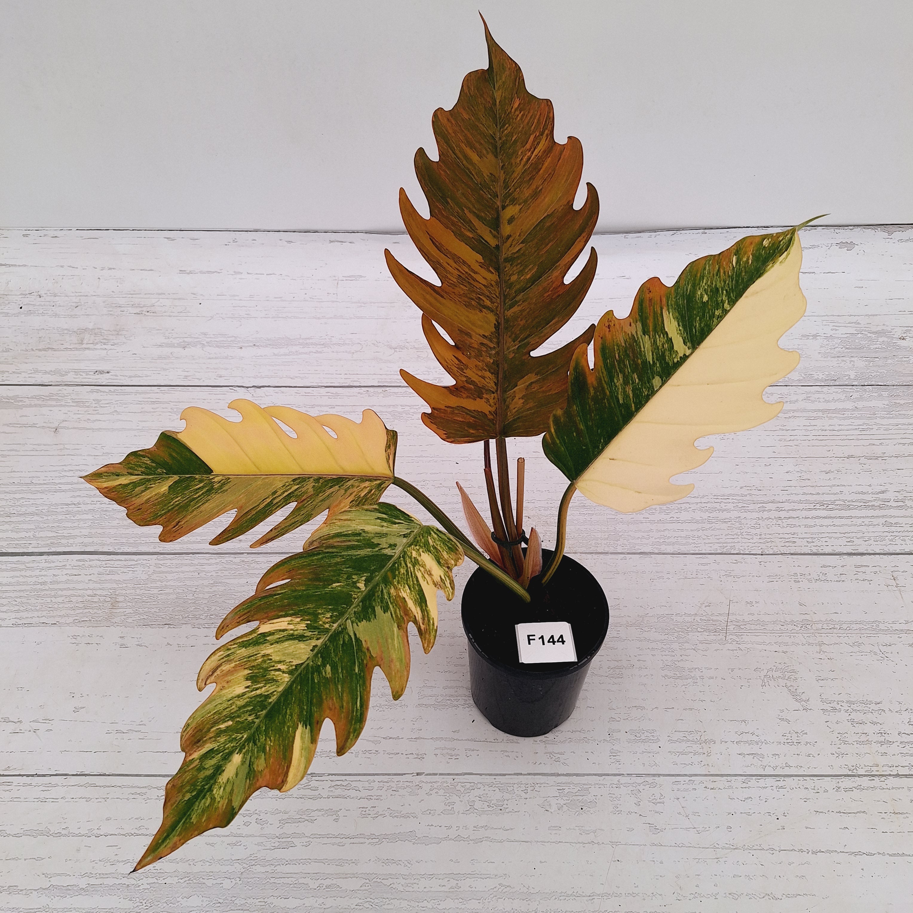 Philodendron serratum Caramel Marble