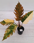 Philodendron serratum Caramel Marble