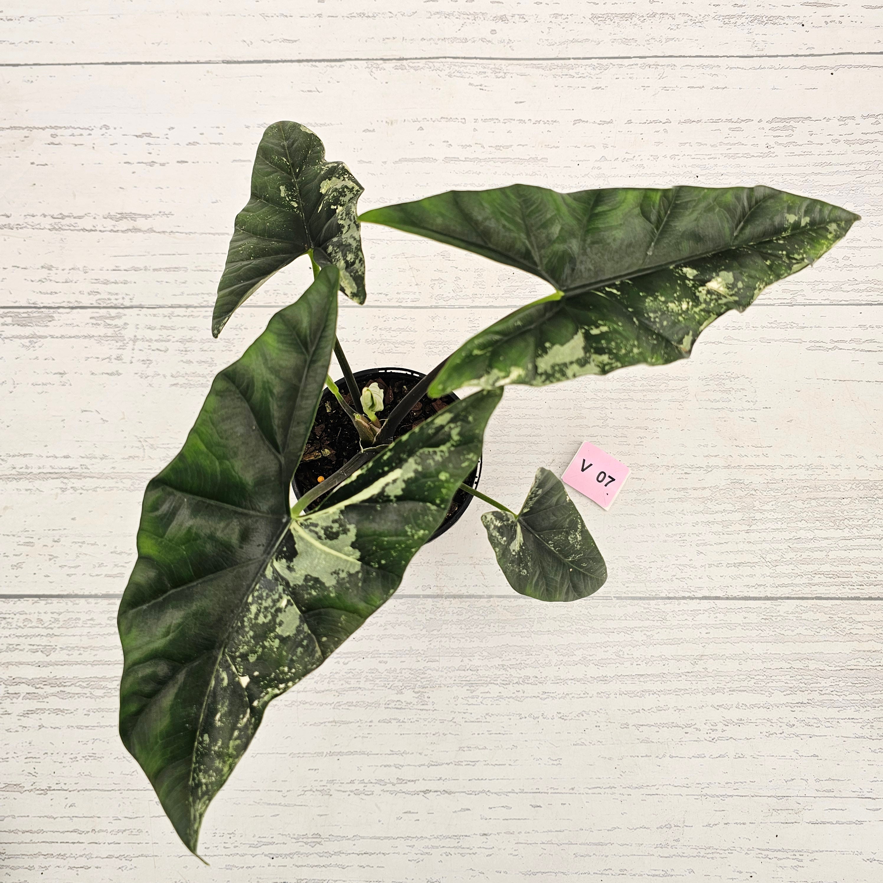 Alocasia ‘Simpo Albo’ Variegata - SALE
