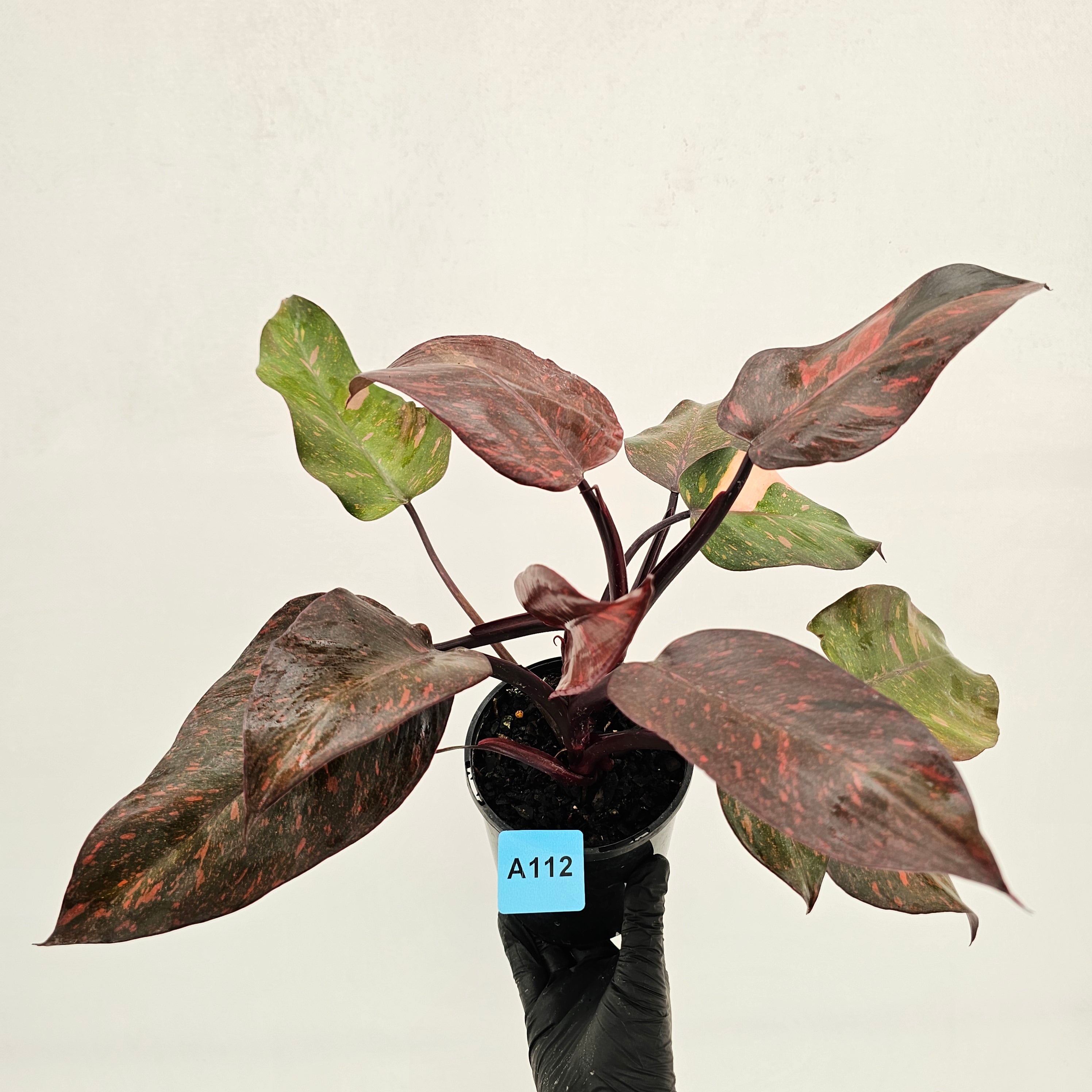 Philodendron 'Orange Princess'