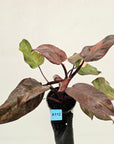 Philodendron 'Orange Princess'