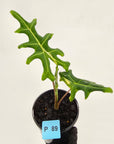 Alocasia portei Malaysian Monster variegata (aurea)