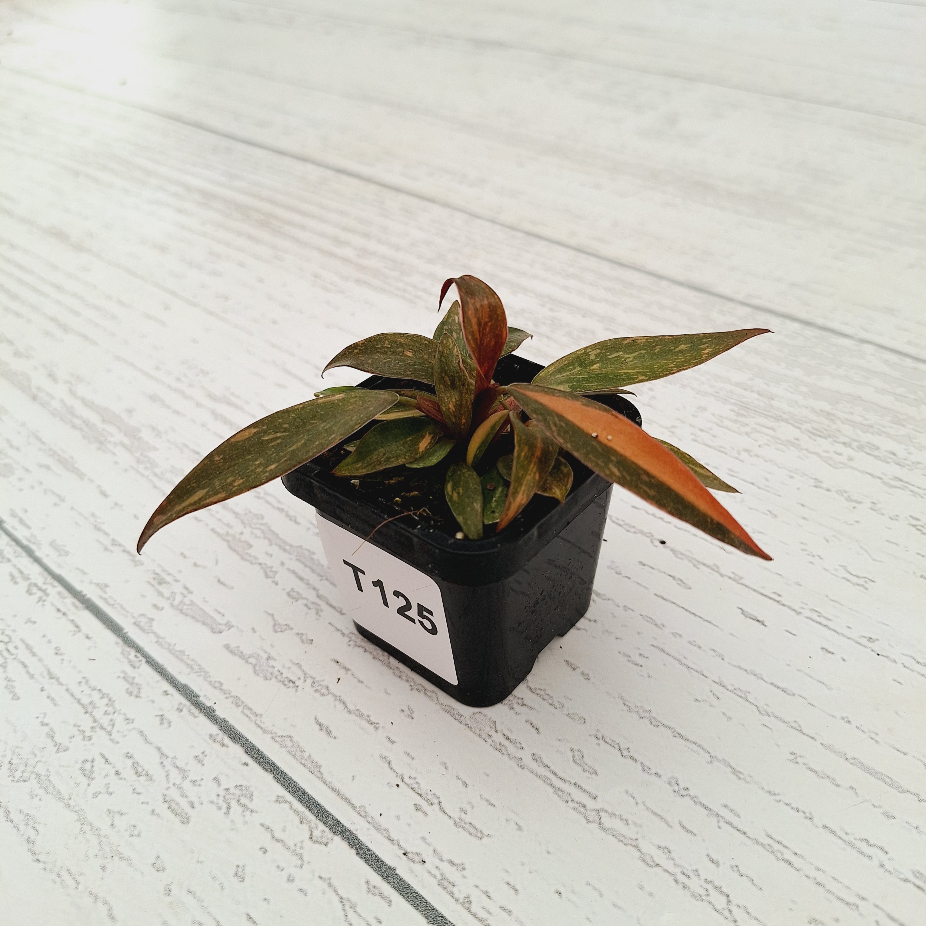 Philodendron &#39;Orange Princess&#39;