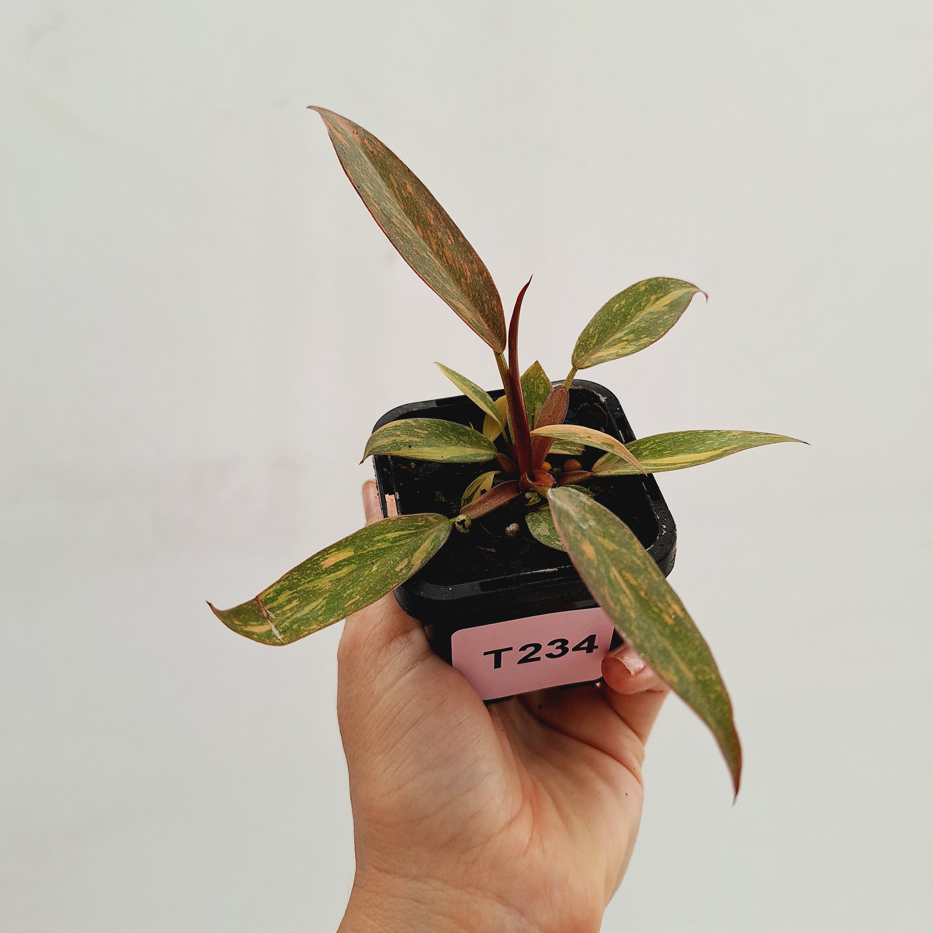 Philodendron &#39;Orange Princess&#39;