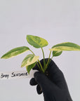 Homalomena rubescens Variegata - Bare Bottom Baby