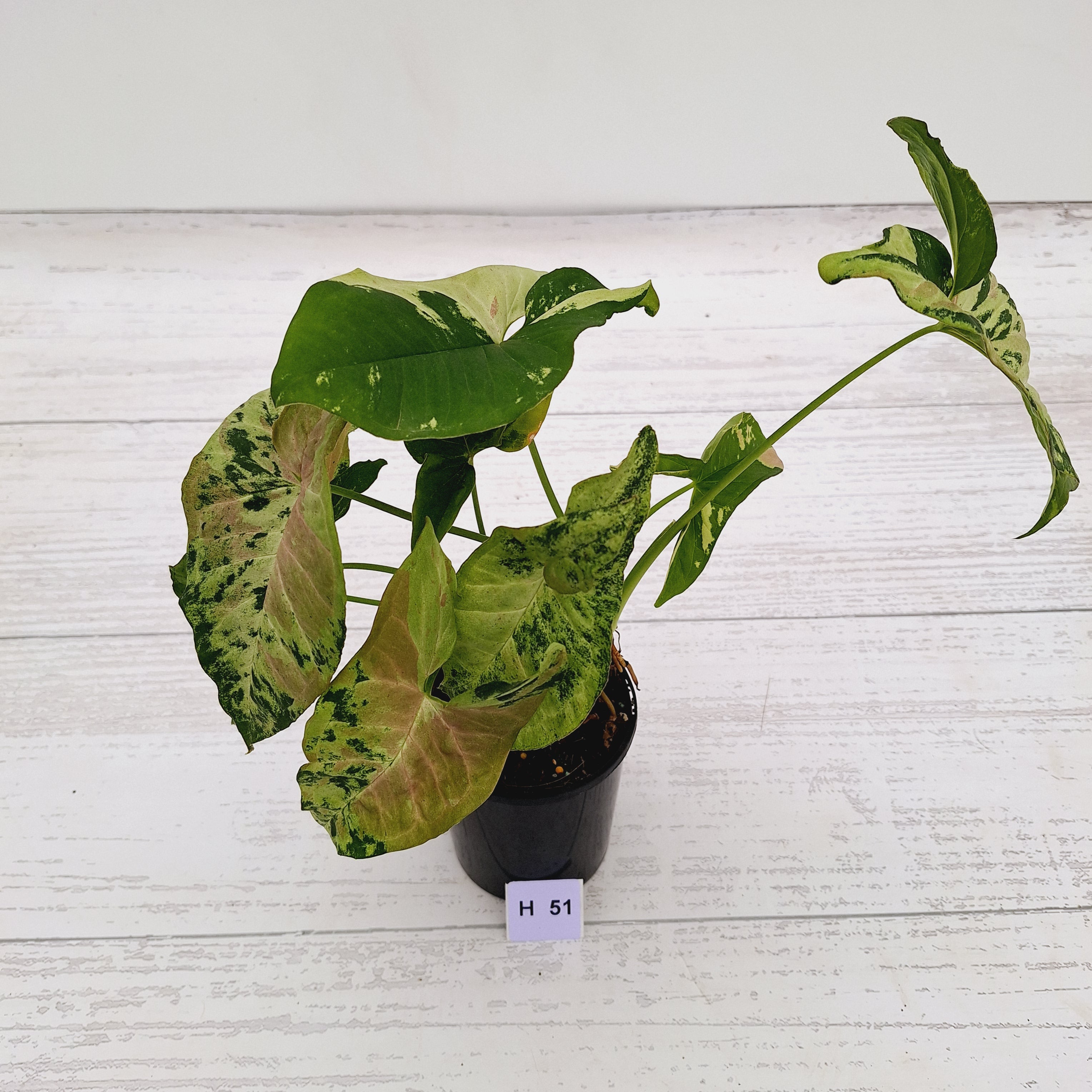 Syngonium podophyllum Confetti Tricolour
