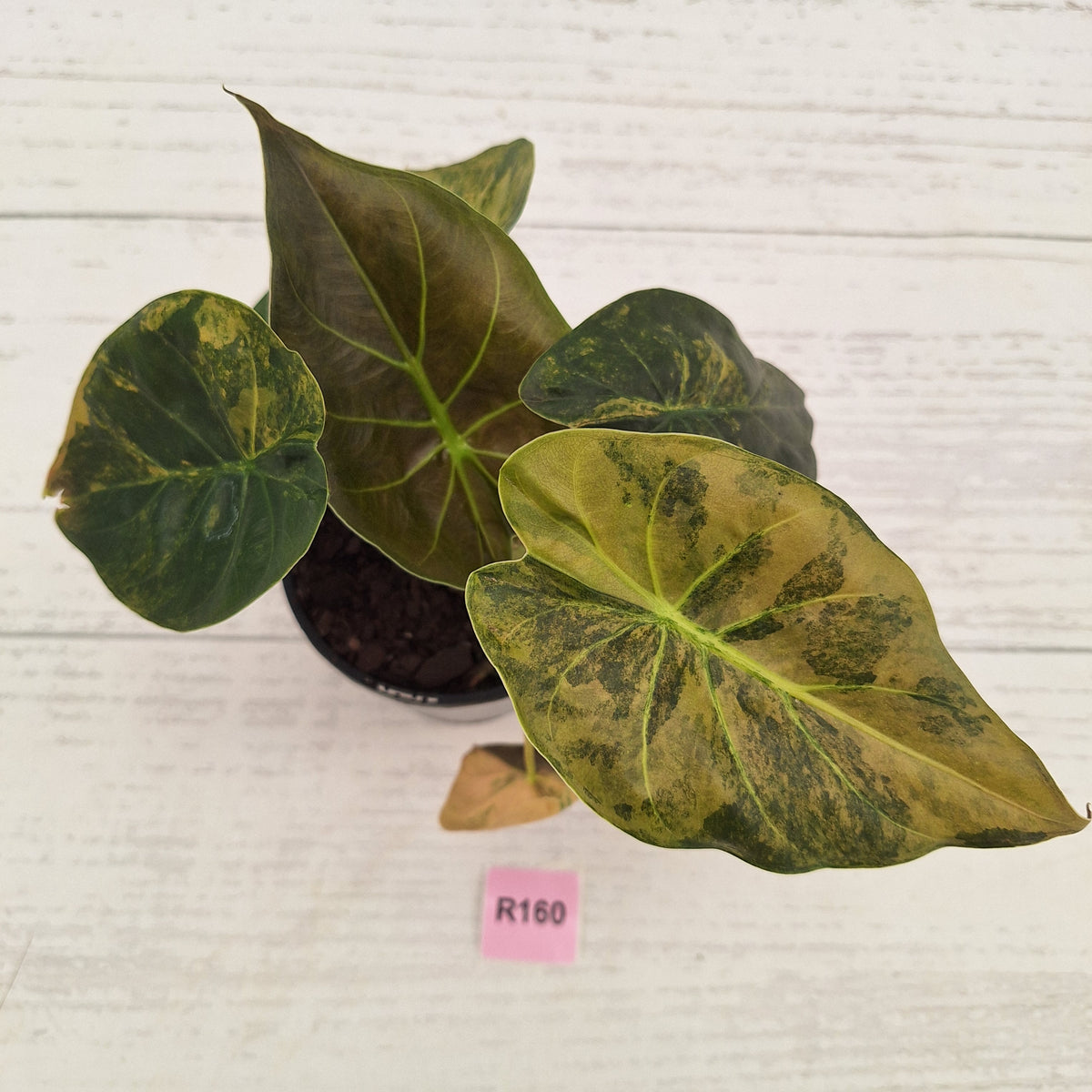 Alocasia ‘wentii’ Variegated - Sale
