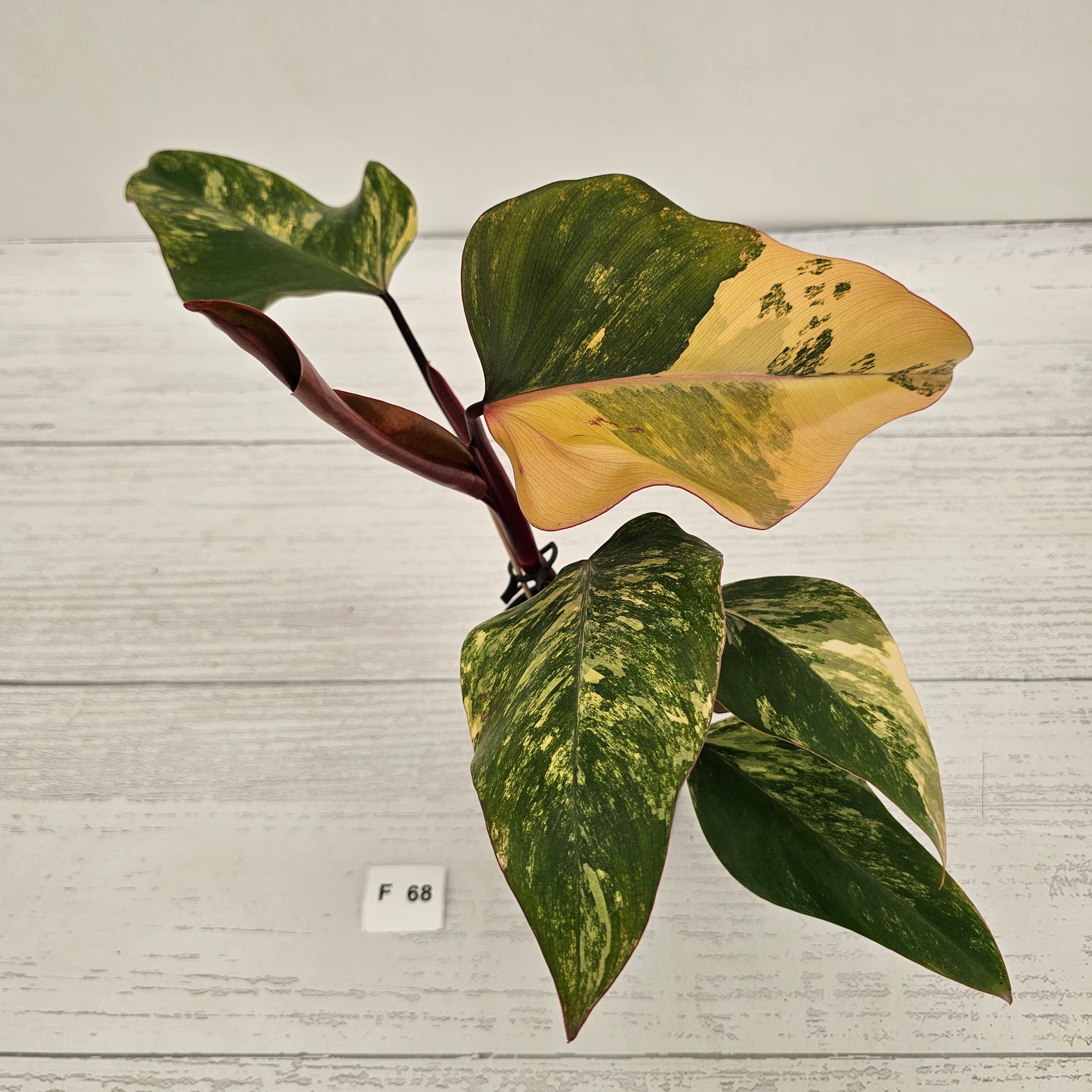 Philodendron erubescens Strawberry Shake - SALE