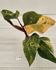 Philodendron erubescens Strawberry Shake - SALE