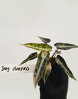 Alocasia Amazonica bambino Variegata - Bare Bottom Baby