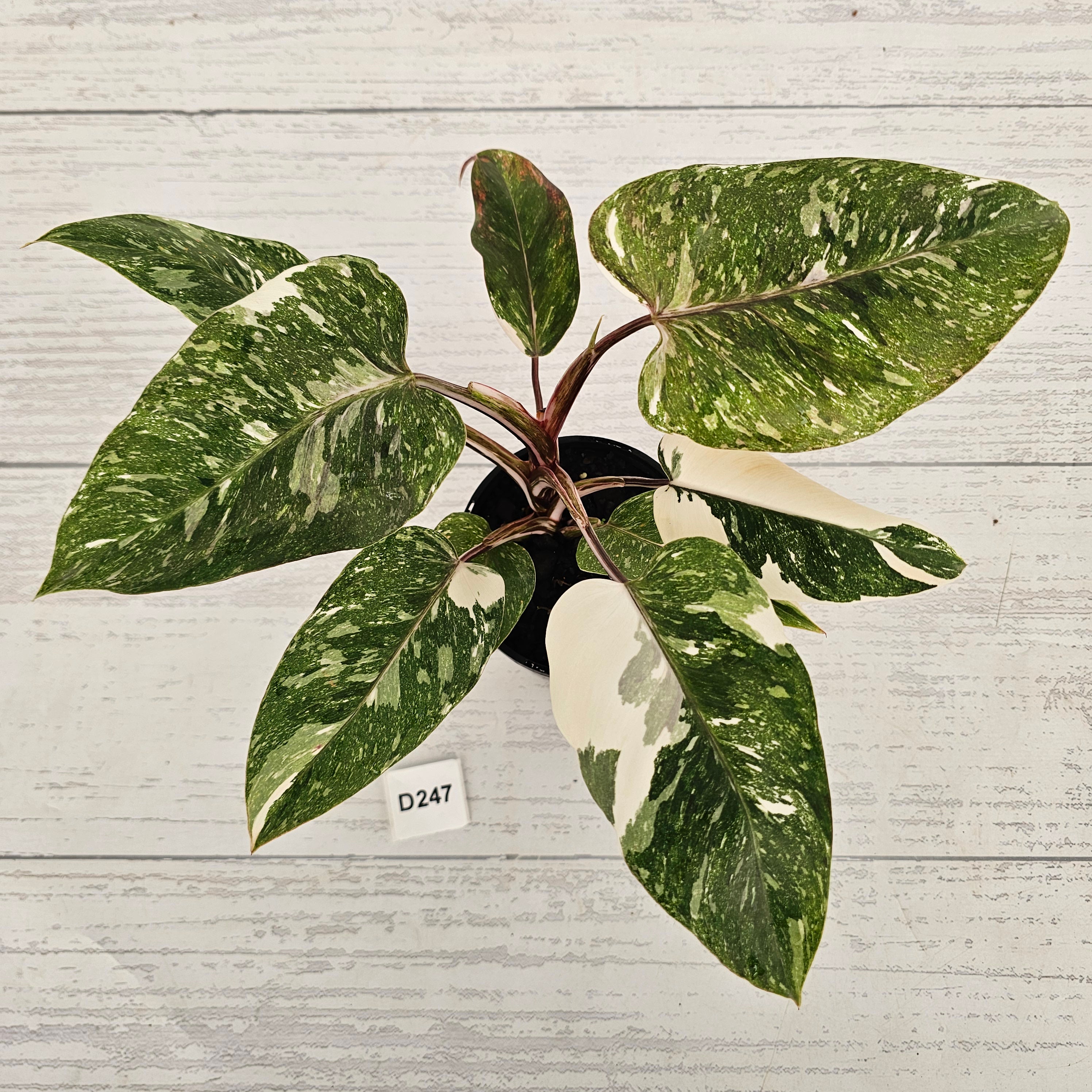 Philodendron 'Pink Princess Galaxy Marble' Sport