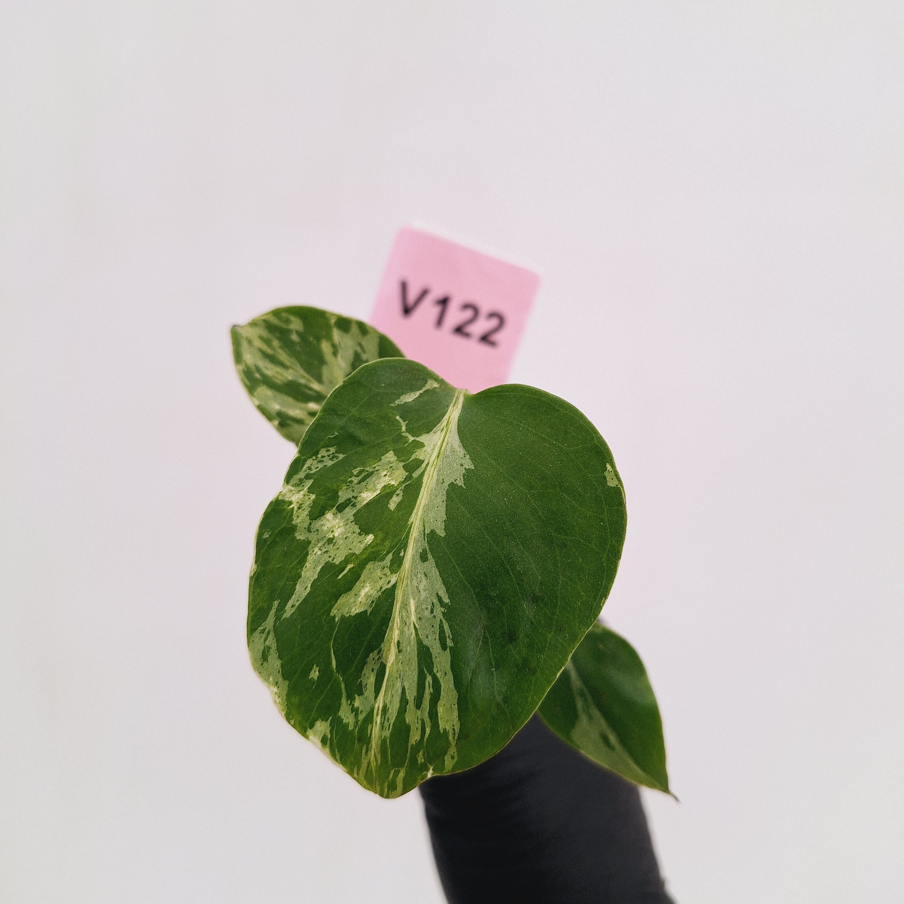 Monstera Deliciosa 'Bulbasaur - Bare Bottom Baby