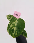 Monstera Deliciosa 'Bulbasaur - Bare Bottom Baby
