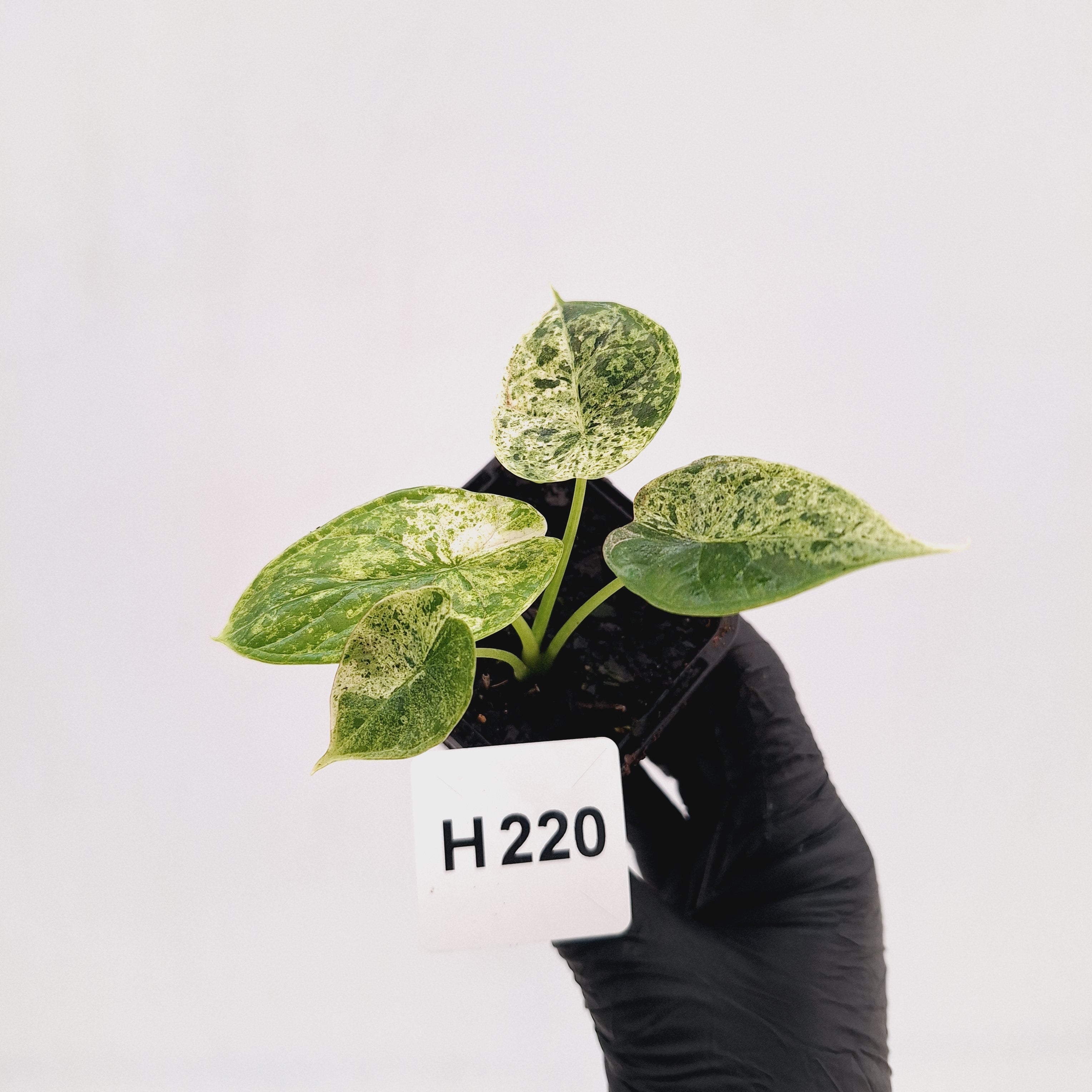 Alocasia baginda ‘Dragon Scale Mint'