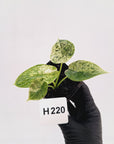Alocasia baginda ‘Dragon Scale Mint'