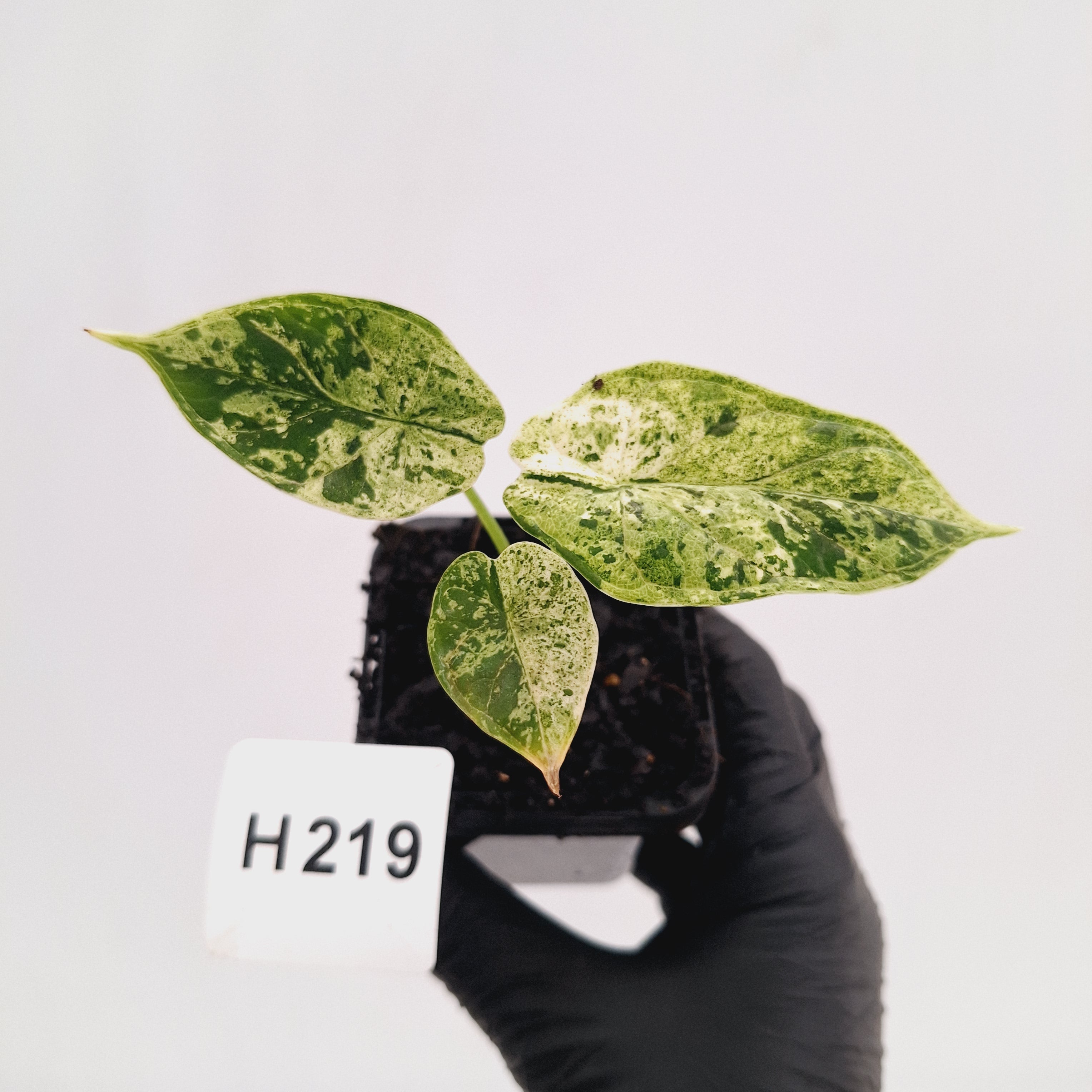 Alocasia baginda ‘Dragon Scale Mint'