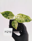 Alocasia baginda ‘Dragon Scale Mint'