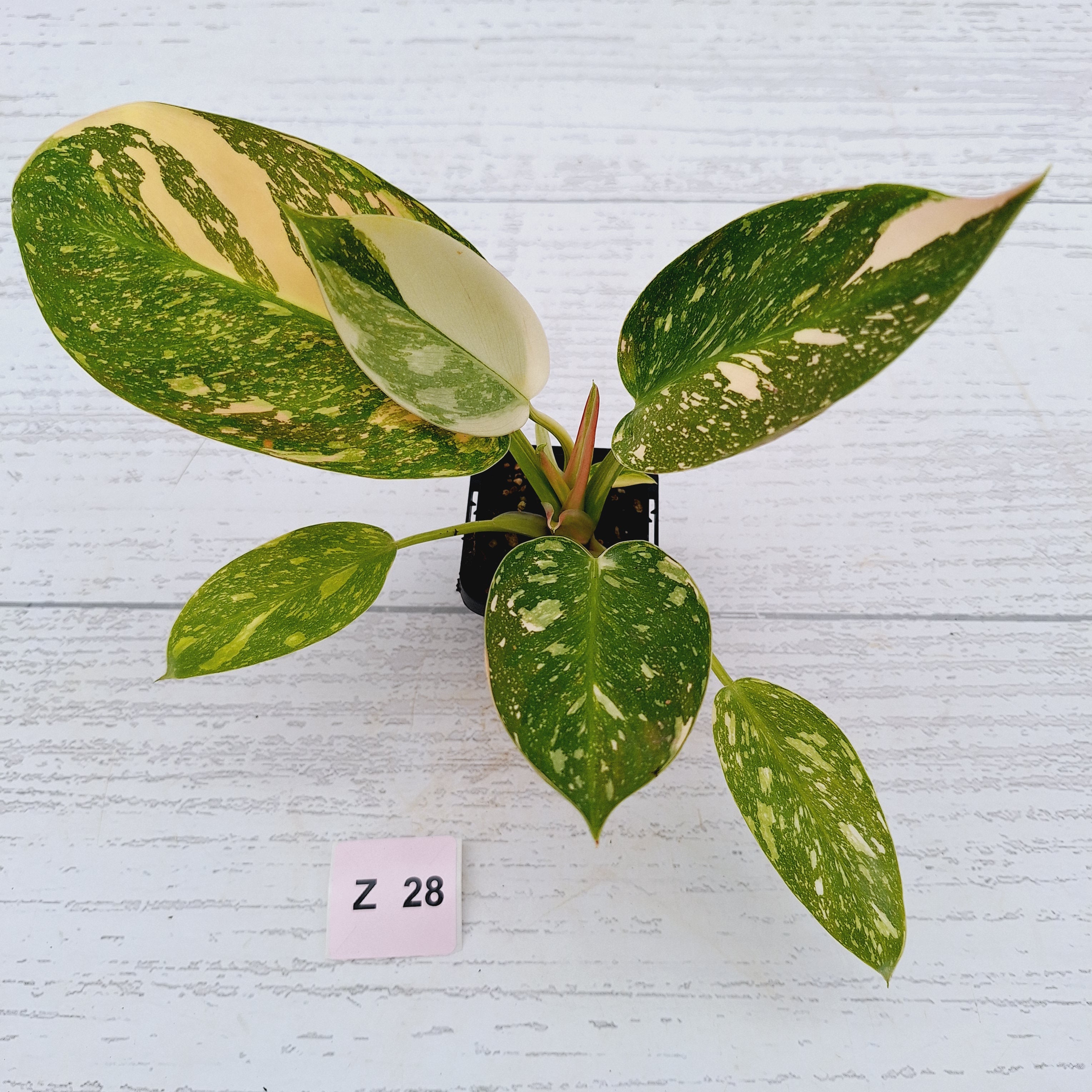 Philodendron Green Congo Variegata (Nuclear)