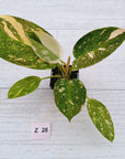 Philodendron Green Congo Variegata (Nuclear)