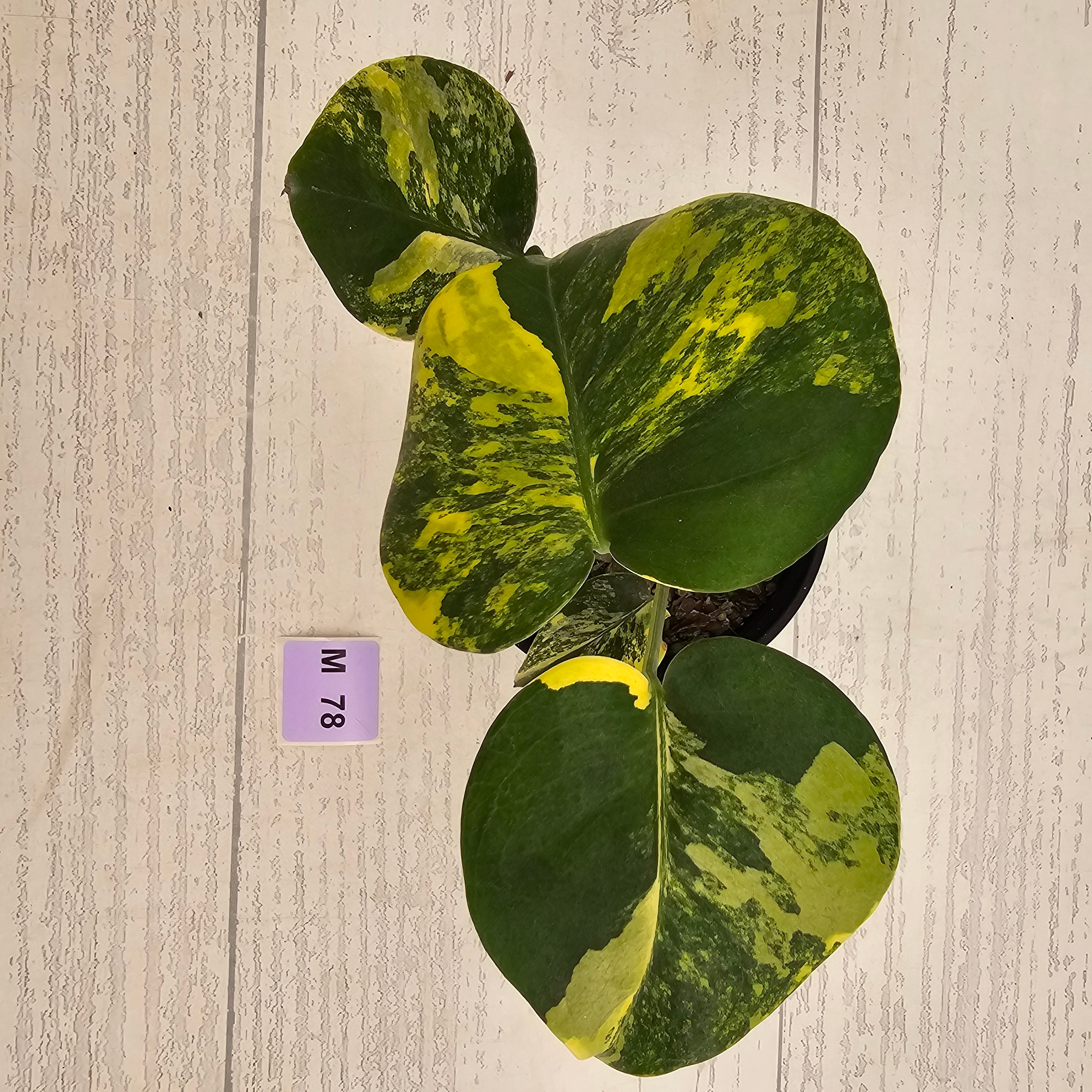 Monstera deliciosa Aurea 'Yellow Marilyn'