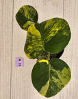 Monstera deliciosa Aurea 'Yellow Marilyn'