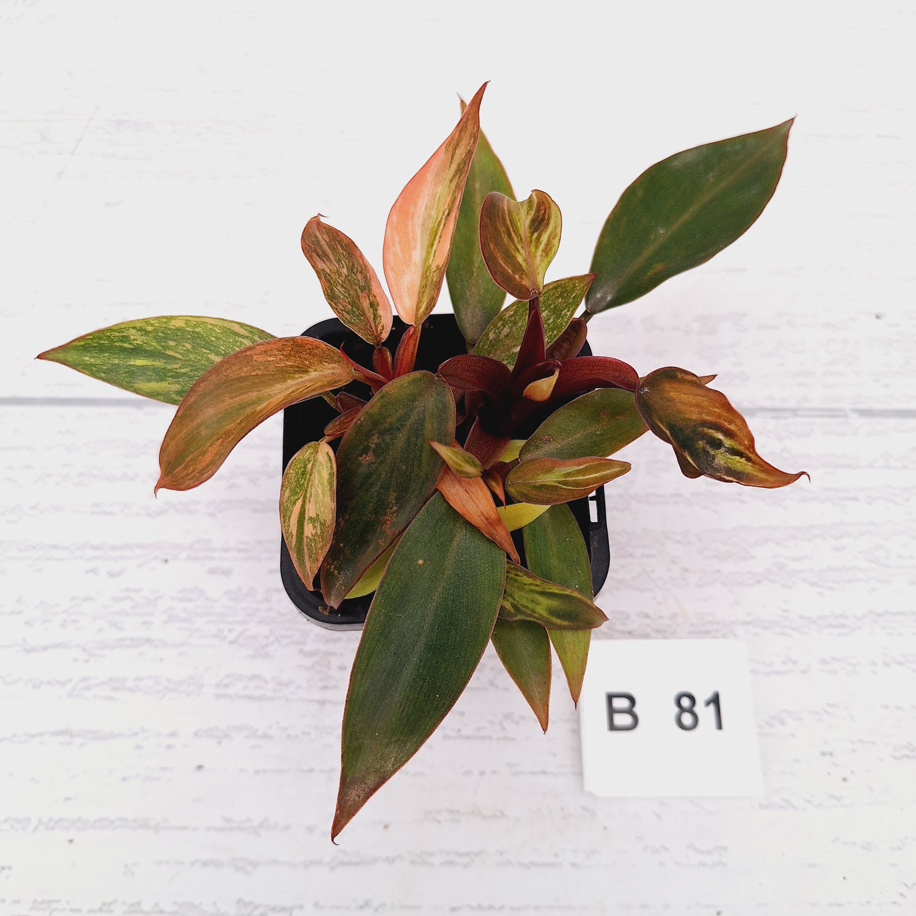 Philodendron 'Orange Princess'