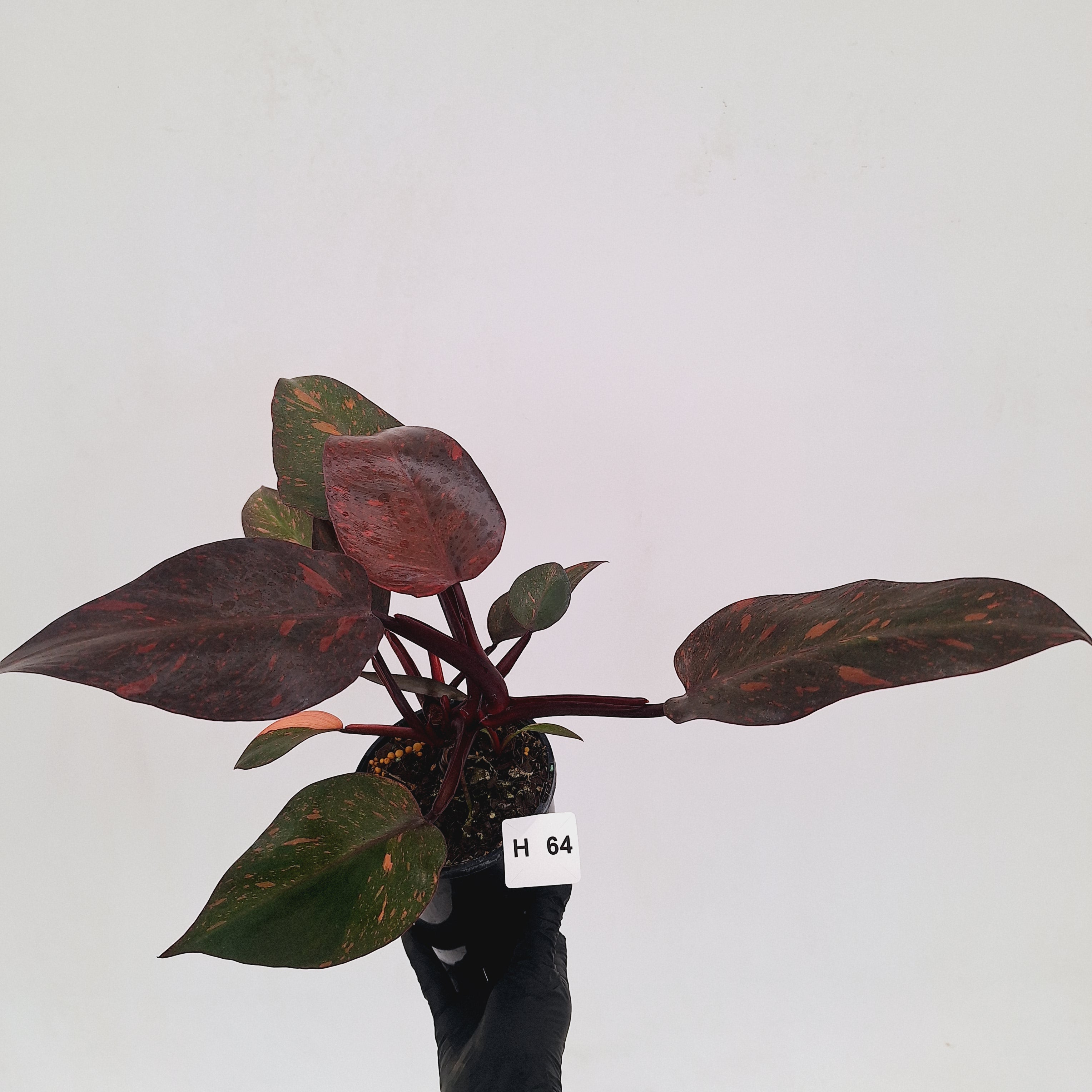 Philodendron 'Orange Princess' - FLASH SALE