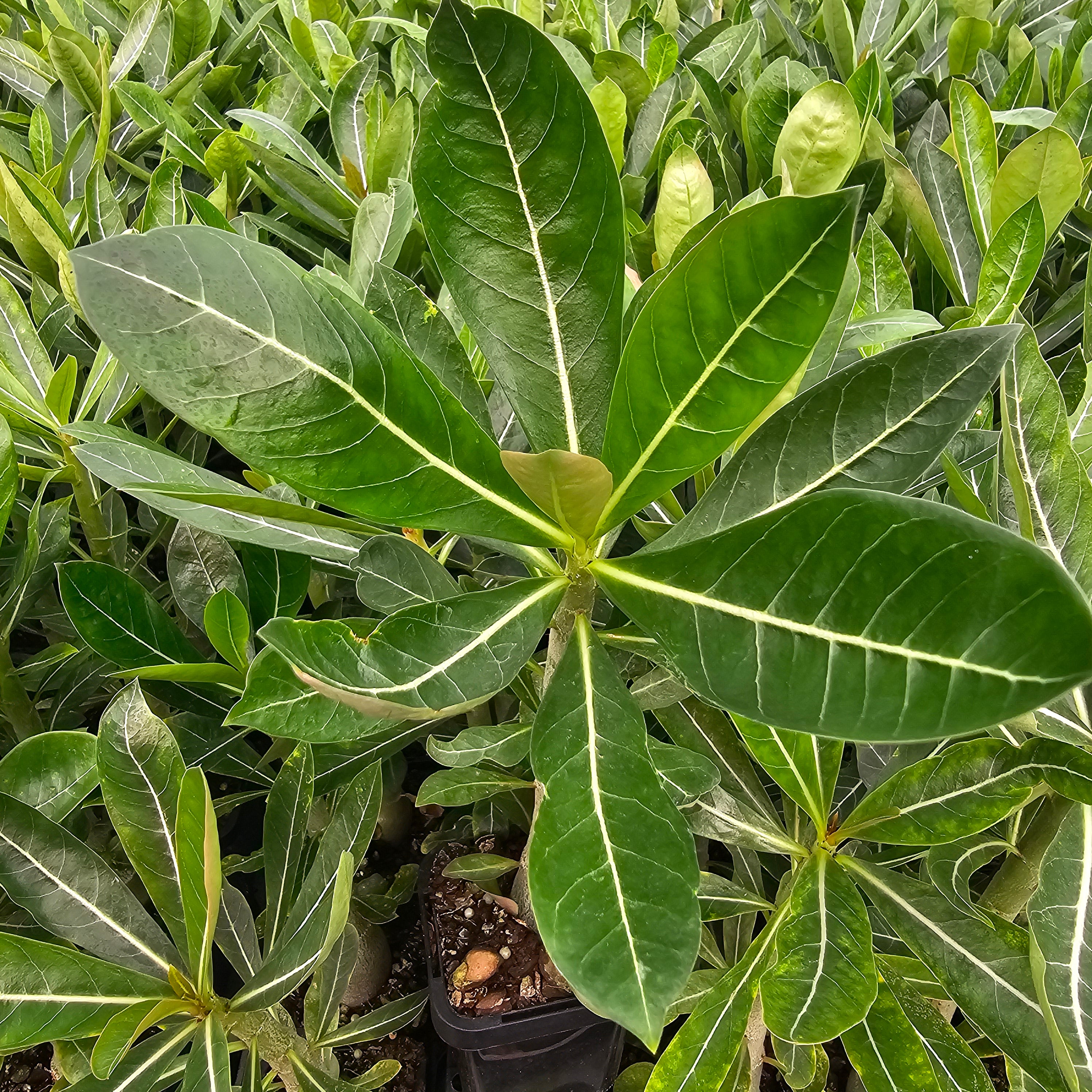 Adenium obesum Desert Rose 'pretty pink'