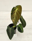 Philodendron melanochrysum Variegata