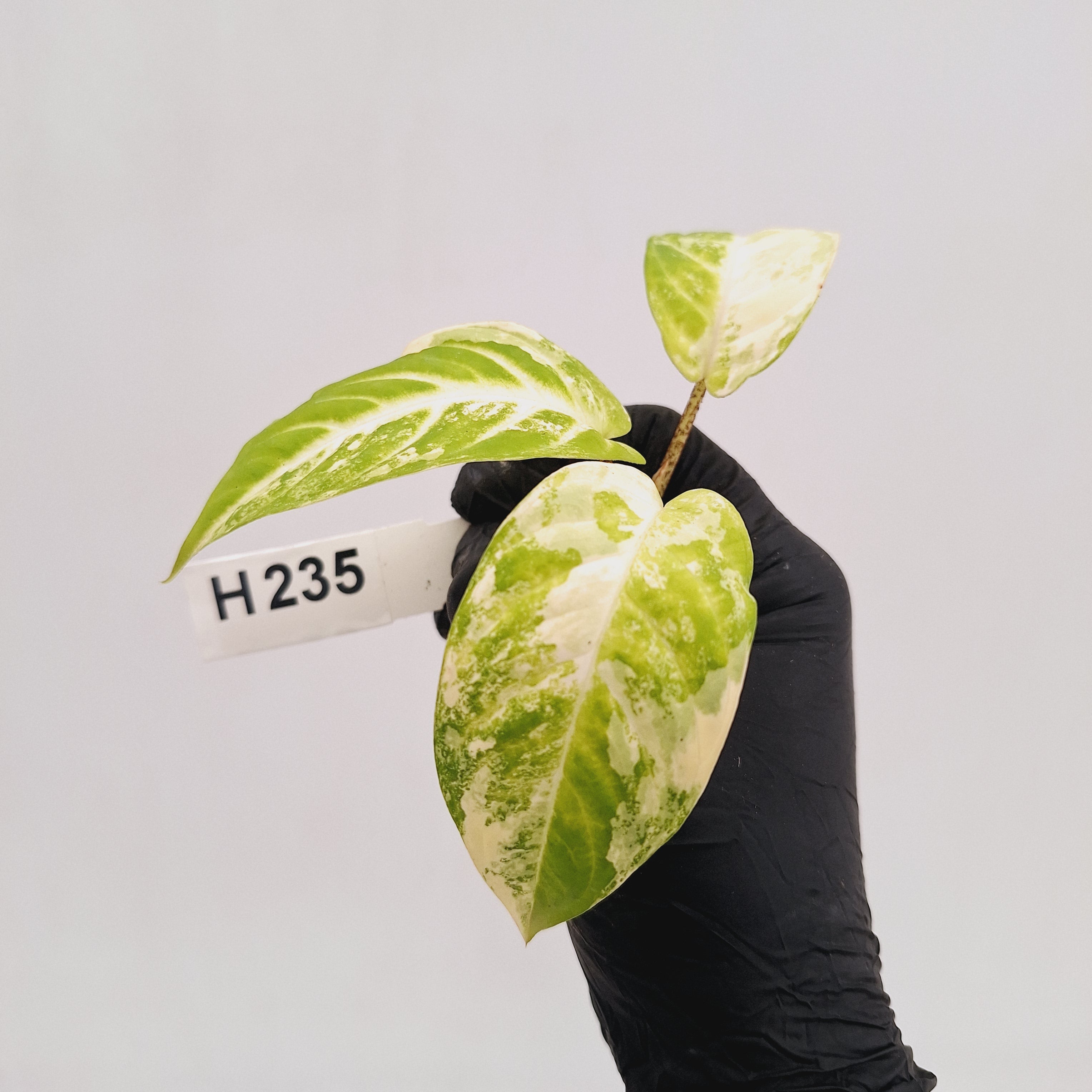 Phyllotaenium lindenii Magnificum Variegata -  Bare Bottom Baby