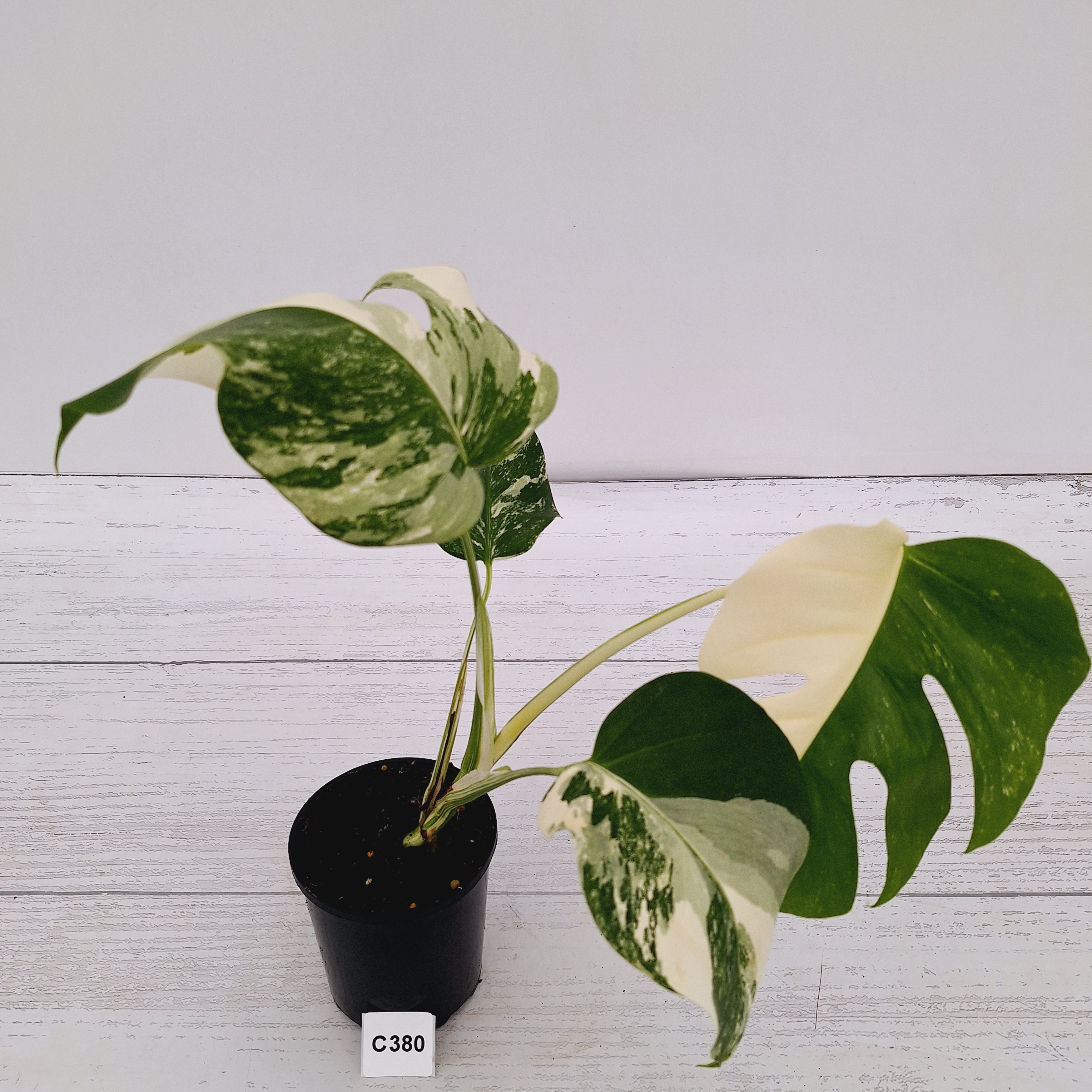 Monstera borsigiana 'Albo'