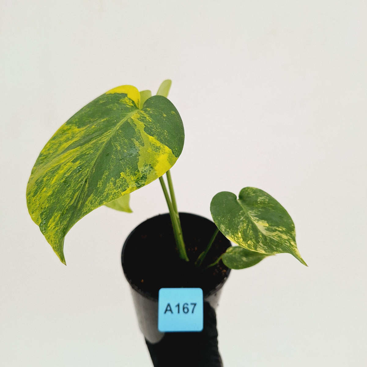 Monstera deliciosa Aurea 'Yellow Marilyn'